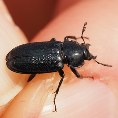 Platycerus caraboides