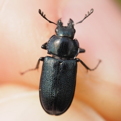 Platycerus caraboides