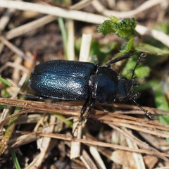 Platycerus caraboides