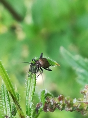 Halticini