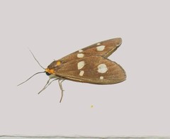Dysauxes famula