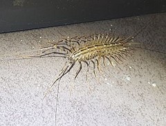 Scutigera coleoptrata