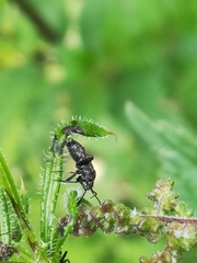 Halticini