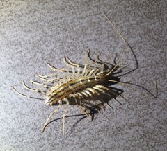 Scutigera coleoptrata