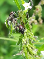 Halticini