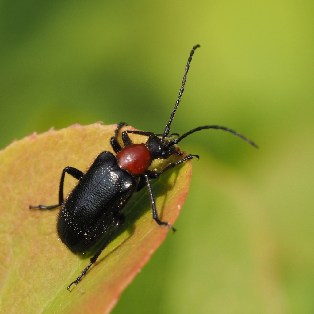 Dinoptera