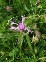 Centaurea jacea