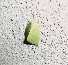 Bena bicolorana