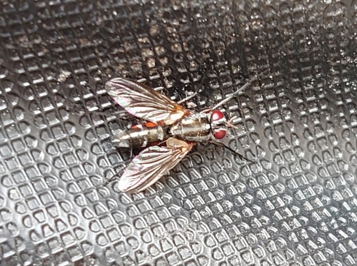 Mintho rufiventris, Klazienaveen, photo 9 of 10