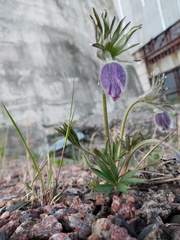 Pulsatilla dahurica
