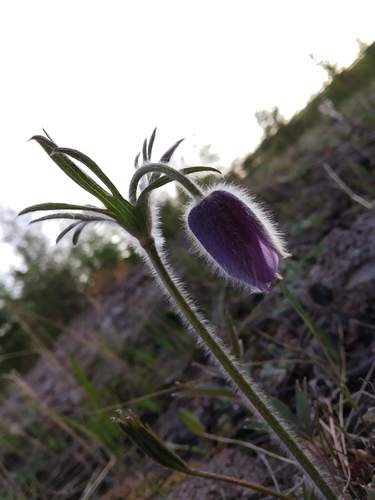 Dahurian pasqueflower