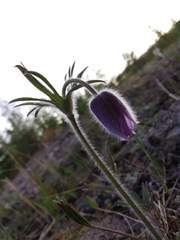 Pulsatilla dahurica
