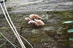 Mycena subgalericulata