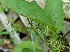Cyperus thyrsiflorus