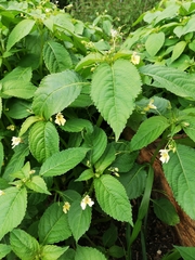 Impatiens parviflora