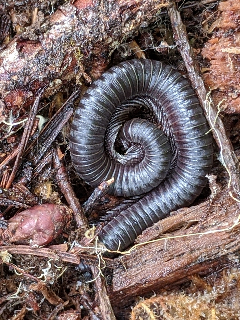 Californiulus euphanus