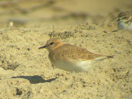 iNaturalist observation photo of Mountain Plover