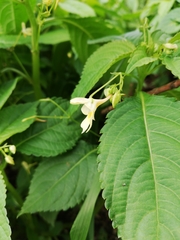 Impatiens parviflora