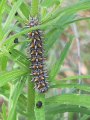 Melitaea didyma