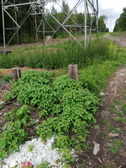 Impatiens parviflora