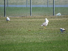 Media resource of Larus fuscus