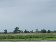 Haliaeetus