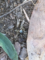 Habronattus schlingeri