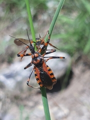 Rhynocoris rubricus