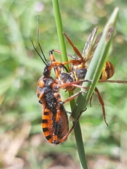 Rhynocoris rubricus