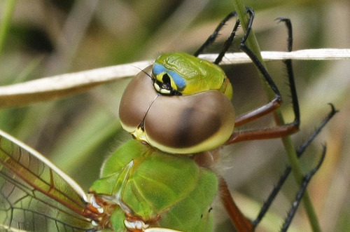 Common Green Darner, photo 5 of 8