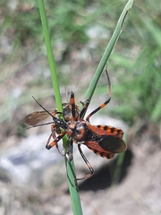 Rhynocoris rubricus