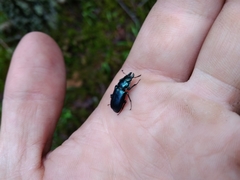 Platycerus