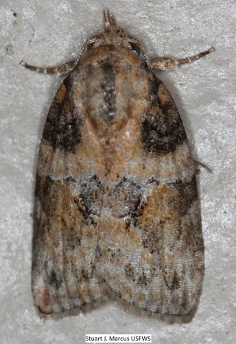 Black-olive Caterpillar Moth