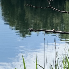 Orthetrum cancellatum
