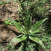 Aloe greatheadii greatheadii - Photo Oikeuksia ei pidätetä, lähettänyt Botswanabugs