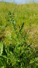 Rumex longifolius