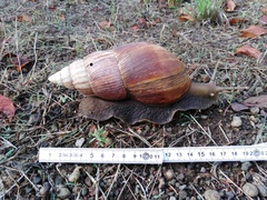 Lissachatina fulica