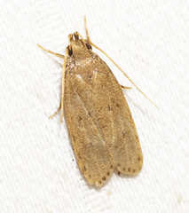 Autosticha kyotensis