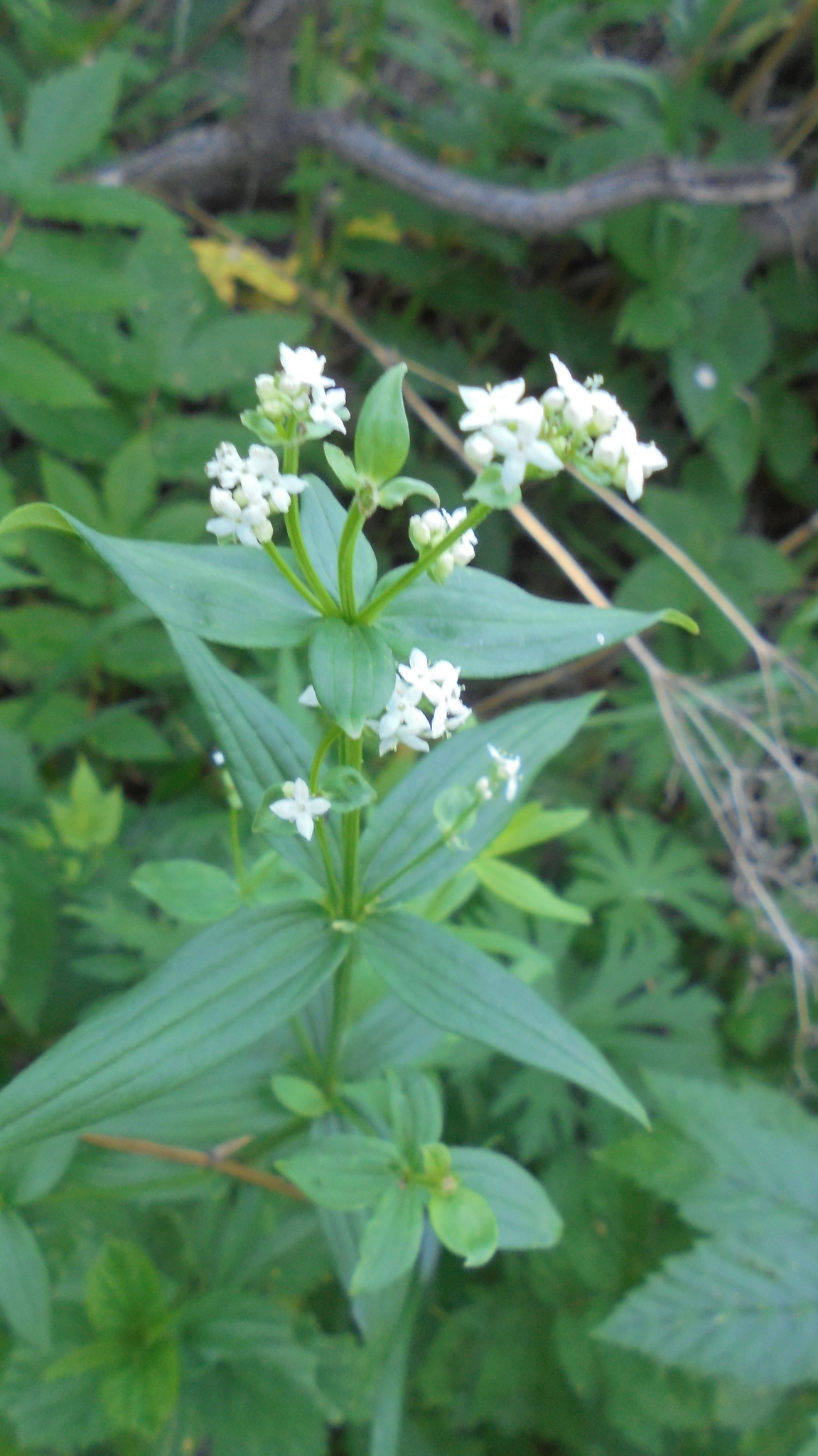 Galium rubioides