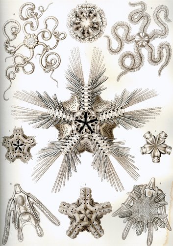 Macrophiothrix capillaris