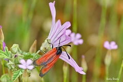 Zygaena erythrus