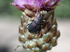 Otiorhynchus pinastri