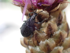 Otiorhynchus pinastri