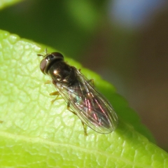 Platycheirus scutatus