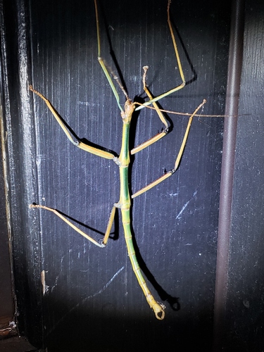 Giant Walkingstick photo 3
