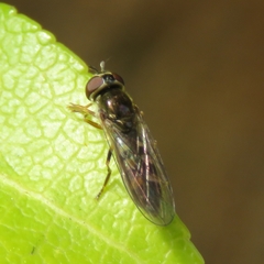 Platycheirus scutatus