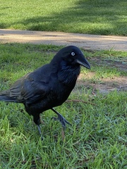 Corvus coronoides