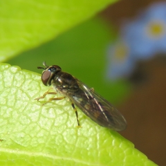 Platycheirus scutatus