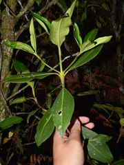 Hedyosmum goudotianum