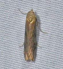 Aphomia terrenella